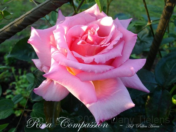 Rosa - Compassion 2.jpg